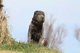 SHAR-PEI 685